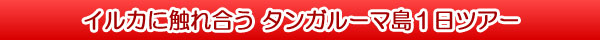 イルカに触れ合うタンガルーマ島1日ツアー